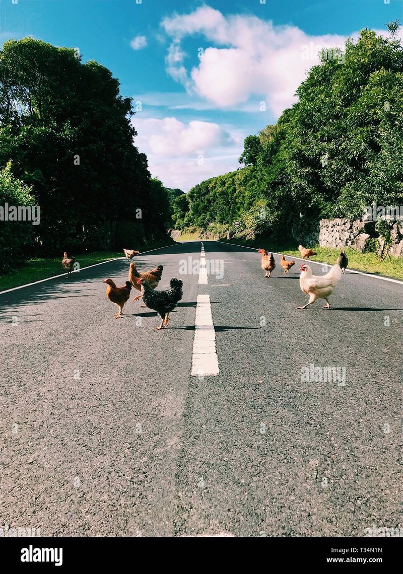 Descubre todo el secreto detrás del Juego de la Carretera de Pollo en España